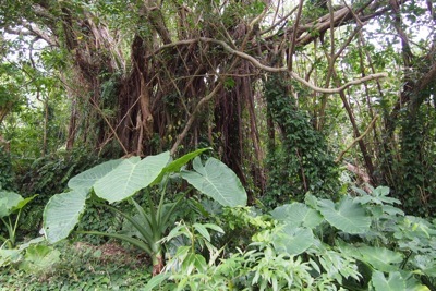 沖縄ならではの植物が生い茂る光景