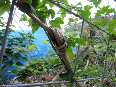 石畳道沿いに結び付けられていたサン（沖縄の魔除けのようなもの）