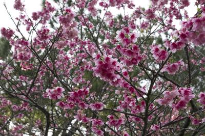 大公園の桜