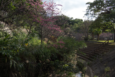 小湾川沿岸の桜