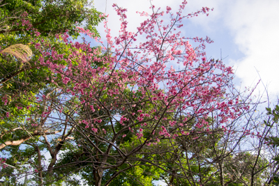 青空と桜