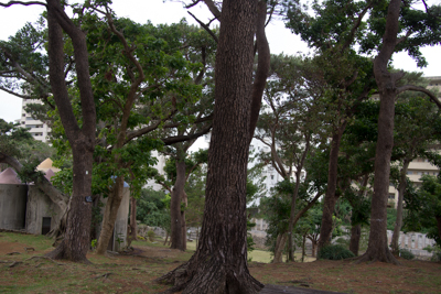 内間西公園内の木々