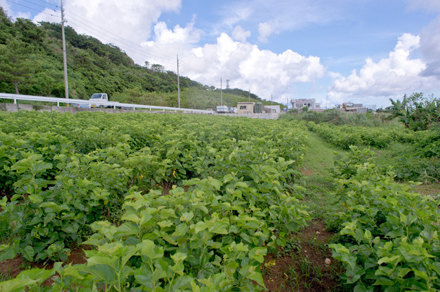 tokusyu-simaguwa-p0101