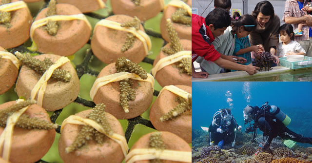 サンゴ苗作り体験