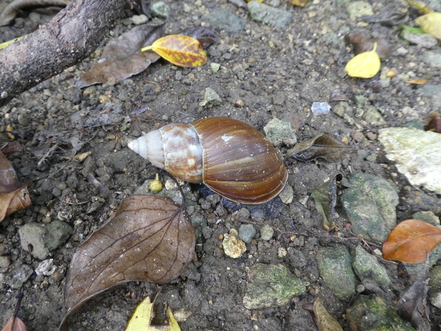 木の葉のような貝