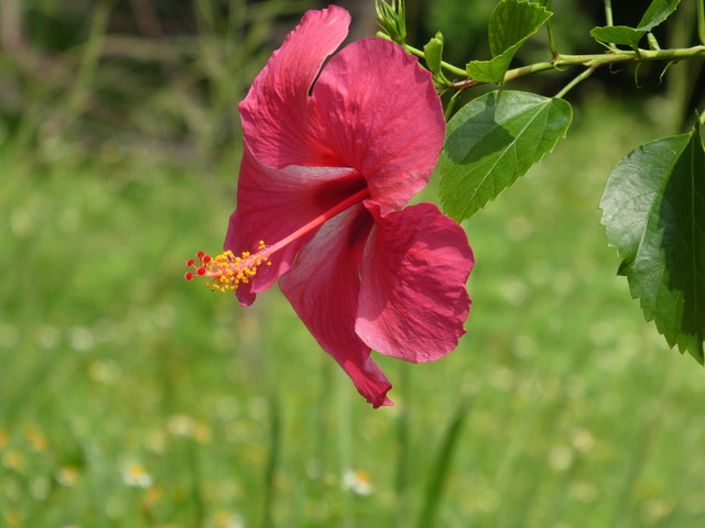 綺麗な花