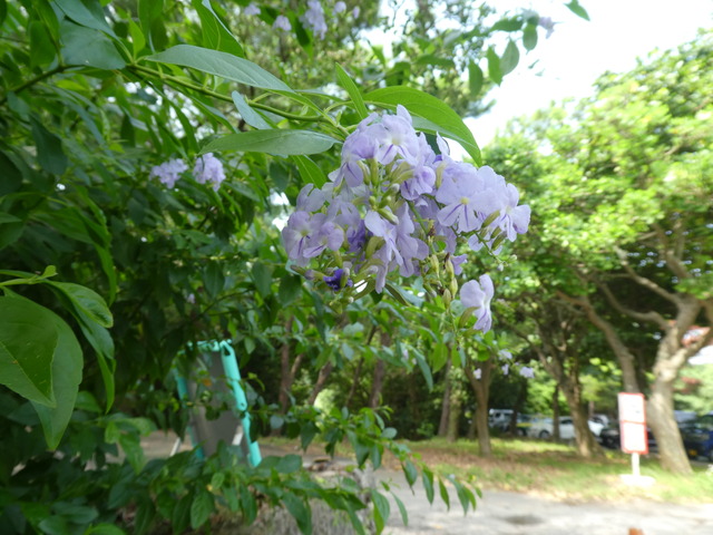 綺麗な花